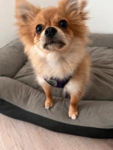 un cagnolino con la cravatta in piedi su un divano di Ferienwohnung Oberheuslingen a Freudenberg