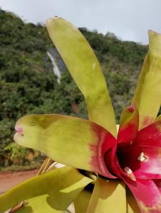a banana plant with a red and yellow flower at Sítio Do Manacá in Domingos Martins