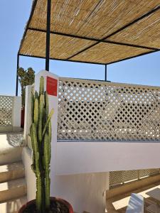 un cactus en una olla sentada en un patio en Miostello Lifestyle Riad Marrakech, en Marrakech