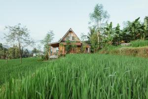 a house in a field of tall green grass at Green vanilla kabin in Silebeng