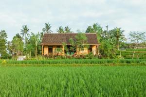 a house in the middle of a rice field at Green vanilla kabin in Silebeng