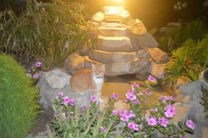 an orange and white cat standing on some flowers at Pension Sofia in Parikia