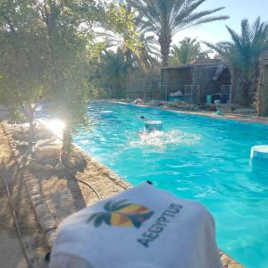 a person swimming in a swimming pool at agyptus camp in Siwa