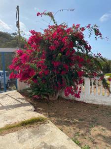 Vườn quanh posada villa mercedes