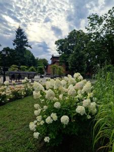 a bush of white flowers in a park at Apart-Lux in Ciechocinek