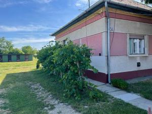 ein Baum wächst neben einem Gebäude in der Unterkunft Boróka Vendégház in Püspökladány