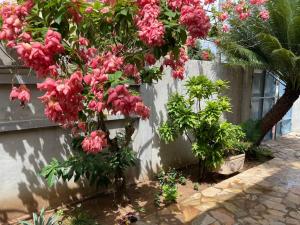 Κήπος έξω από το Villa Rene