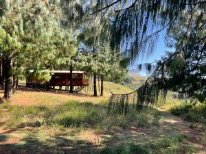 DargleDargle Forest Lodge的田野里有树木和篱笆的棚子