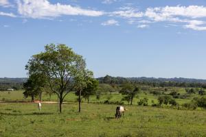 Estancia Estrella في Trinidad: اثنين من الخيول ترعى في حقل مع شجرة
