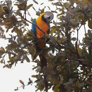 een kleurrijke vogel zittend op een boomtak bij Casa na Chácara in Nova Mutum