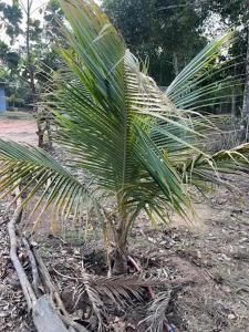 een palmboom in een veld naast een hek bij Casa na Chácara in Nova Mutum