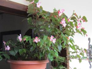 a potted plant with pink flowers in a pot at Casa Calvario in Antigua Guatemala