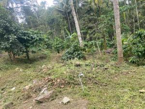 een onverharde weg in het midden van een bos bij ARAVON Homes in Meenangadi