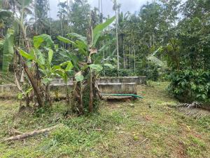 een kleine boom in een veld naast een bos bij ARAVON Homes in Meenangadi