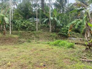 een onverharde weg in het midden van een bos bij ARAVON Homes in Meenangadi