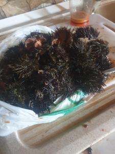 a plastic tray filled with a pile oforted insects at Oasi del benessere in Ilbono