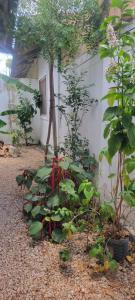 a garden with plants in front of a building at Paul's House in Nungwi