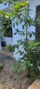 a small tree with green leaves next to a building at Paul's House in Nungwi
