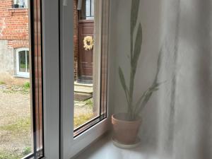 ツェーシスにあるThe 7th Apartmentの窓際に座る花瓶の植物 +3枚の写真