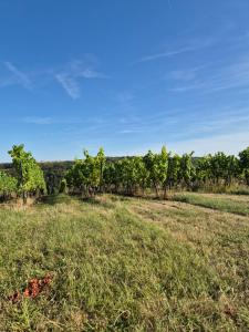 a field of grass with trees in the background at Tinyhaus Wolkenlos Familie Hamdorf in Bad Sulza