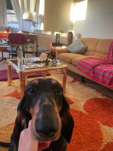 a dog is sitting in a living room at Stanza con bagno privato a Lucca in Lucca