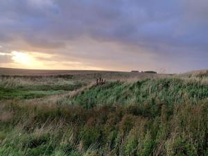 a field of tall grass with the sunset in the background at 4 person holiday home in Lemvig-By Traum in Trans +10 photos