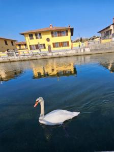Un cisne blanco en el agua frente a un edificio. en La finestra sul Naviglio, en Gaggiano