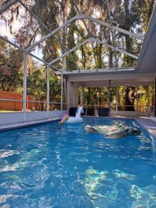 ルッツにあるFlo's house IIIの白鳥が水中にいるプール