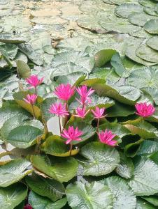 Ban Muang (1)にあるบ้านเพื่อนโฮมสเตย์の池のピンクの花