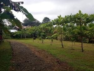 een onverharde weg in een veld met bomen bij Cabaña lago Río Celeste in El Achiote
