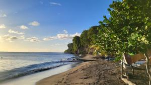 a beach with a bunch of trees and the ocean at Maison individuelle de plain-pied in Schœlcher