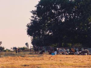 a group of horses grazing in a field with a tree at Raízes da Vinha - Hotel Rural Serra da Estrela, Seia in Carragozela