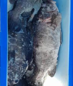 Zvířata v prázdninového domu nebo okolí