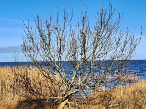 a tree sitting on the beach near the water at Tranquil Oasis by Fjord - By Traum Ferienwohnungen in Hemmet