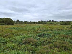 a field filled with lots of green grass and bushes at Tranquil Oasis by Fjord - By Traum Ferienwohnungen in Hemmet