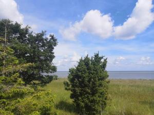 two trees in a field with the ocean in the background at 16 person holiday home in Glesborg in Glesborg