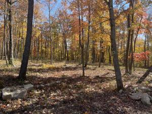 a forest with trees and leaves on the ground at Golden Crest in McHenry