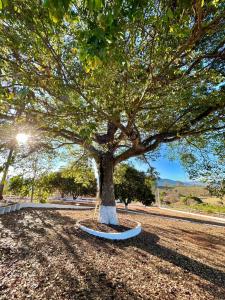 a large tree sitting in the middle of a park at Casa de campo a 1 km do Thermas Hot World in Águas de Lindóia