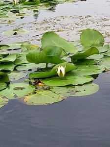 a lily pad with a white flower in the water at Apartament C5 in Tulcea