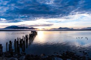 a group of ducks swimming in the water at sunset at Vive Hostel in Puerto Natales