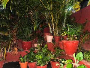 a bunch of potted plants in red pots at Elegant Guest House in Pokhara