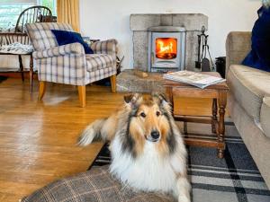 a dog laying in a living room with a fireplace at Raddons - Uk50657 in Crackington Haven