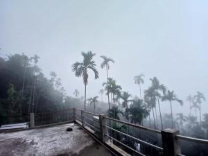 a misty view of palm trees in theilippines at Siej Homestay in Cherrapunji