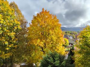 a group of trees with yellow leaves on them at Haus am Wald Radlerrast in Bad Sooden-Allendorf +9 photos