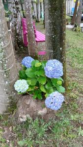 a pink bench sitting between two trees with blue flowers at Pousada Costeira Barra do Sul in Balneario Barra do Sul