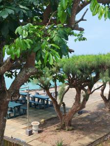 a group of picnic tables and trees next to the beach at The Beach Nook - Umdloti Holiday Resort in Umdloti