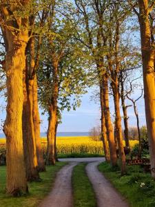 a dirt road through a field of trees at "Kornloftet", A Beautiful Home Built In The Old Barn At Frishøjgaard in Østerby