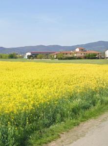 a field of yellow flowers next to a road at Fienile Paradiso Home Tuscany in Campi Bisenzio