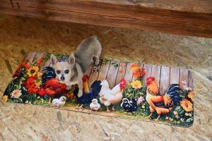 a dog standing on a rug with chickens on it at 01 JURTA šedá u stodoly in Chotětice