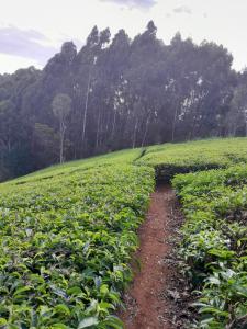 a dirt path through a field of green plants at Nancy's Farm House in Chuka